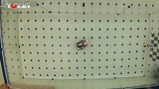 Крыс научили водить, и им понравилось - смотреть видео (1:03)