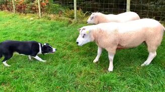 Собака-пастух и овцы - смотреть видео (1:04)