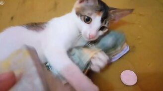 Котята и кошки, попавшие в объектив камеры - смотреть видео (3:18)