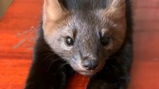 Маленький милый соболь - смотреть видео (0:17)