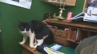 Кот промахнулся - смотреть видео (0:38)