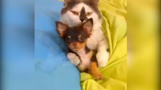 Кошкины приколы - смотреть видео (10:21)