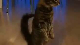 Кошка и духовка - смотреть видео (0:17)