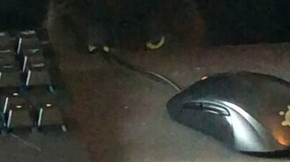 Чёрный кот замаскировался - смотреть видео (0:07)