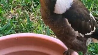 Сорока изображает петуха - смотреть видео (0:43)