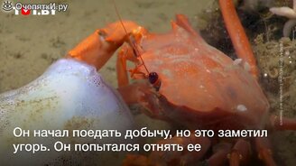 Эпичная битва на дне океана - смотреть видео (0:38)