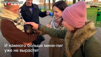 Мини-свинья Веня из Могилёва - смотреть видео (0:47)