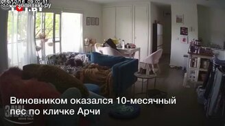 Пёс поджёг дом! - смотреть видео (0:18)