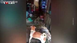 Собака против крысы - смотреть видео (1:28)