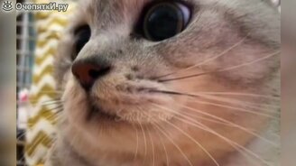 Кошечки, котятки и котики в приколах - смотреть видео (10:25)