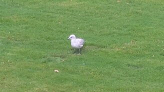 Чайка приманивает червей - смотреть видео (4:18)