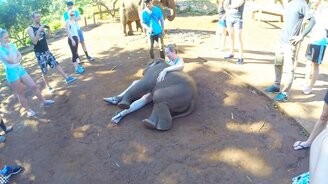 Слонёнок думает, что он - котёнок - смотреть видео (3:23)