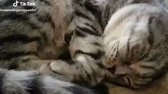 Кот, ты спишь что ли? - смотреть видео (0:15)