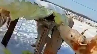 Коровы едят стекловату - смотреть видео (0:29)