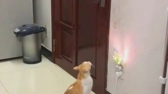 Сообразительный кот открывает дверь - смотреть видео (0:58)