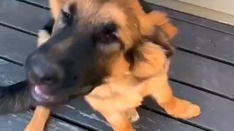 Овчарёнок и листодув - смотреть видео (0:17)