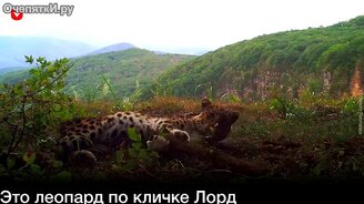 Леопард играет, как домашний кот - смотреть видео (0:36)