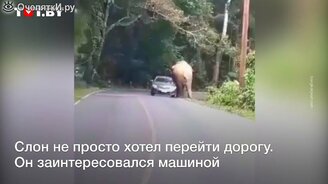 Что будет, если слон ляжет на машину - смотреть видео (0:54)