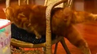 Кот слишком много ест - смотреть видео (0:27)