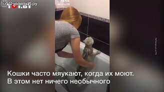 Кот отвечает своей хозяйке - смотреть видео (0:33)