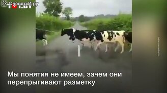 Зачем коровы это делают? - смотреть видео (0:17)