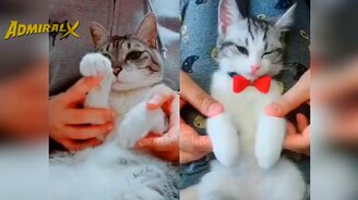 Весёлости с кошками и котами - смотреть видео (10:17)