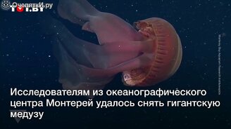 Десятиметровая медуза - смотреть видео (0:56)