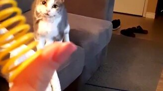 Как мгновенно разбудить кошку - смотреть видео (0:31)