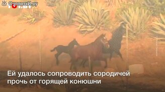 Лошадь бросилась в огонь, чтобы спасти сородичей - смотреть видео (0:21)