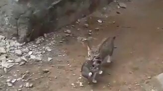 Мамочки всемогущие - смотреть видео (0:14)