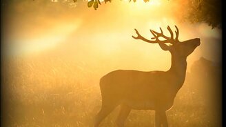 Молодой олень на закате - смотреть видео (0:21)