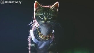 Котики и кошечки в весёлых роликах - смотреть видео (10:10)