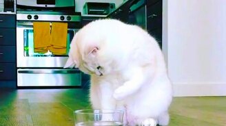 Белоснежный кот против желе - смотреть видео (0:25)