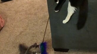 Кошки занимают себя сами - смотреть видео (0:17)