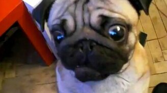 Фанат мороженого - смотреть видео (0:38)