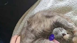 Спящий котик-пирожок - смотреть видео (0:11)