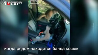 Коты - захватчики автомобиля - смотреть видео (0:20)