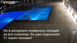 Кто тайком плавает в бассейне ночью? - смотреть видео (0:40)