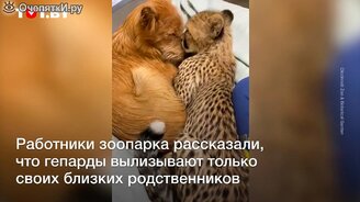 Маленький гепард вылизывает собаку - смотреть видео (0:33)