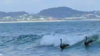 Чёрные лебеди на волнах - смотреть видео (1:22)