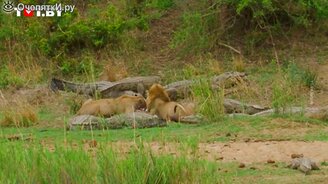 Львы и крокодилы собрались вместе с одной целью - смотреть видео (0:35)