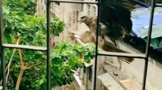 Орёл ловит угощение налету - смотреть видео (0:10)