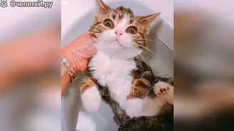 Семейство кошачьих в приколах - смотреть видео (9:53)