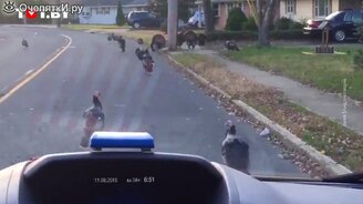 Индейки захватили город - смотреть видео (0:40)