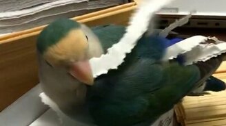 Птичка делает себе наряд - смотреть видео (0:10)