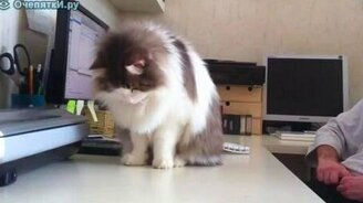 Клад в столе - смотреть видео (0:38)