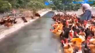 Неожиданности с юмором - смотреть видео (6:05)