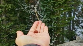 Угостил лесных соек - смотреть видео (0:11)