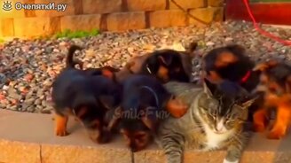 Юмористические моменты с кошками - смотреть видео (10:07)