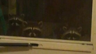 Непрошеные гости за дверью - смотреть видео (0:30)